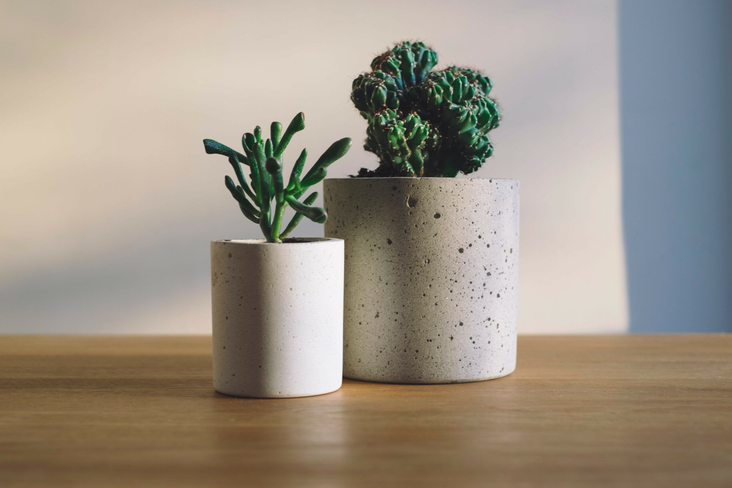 Twee cactussen in een potje