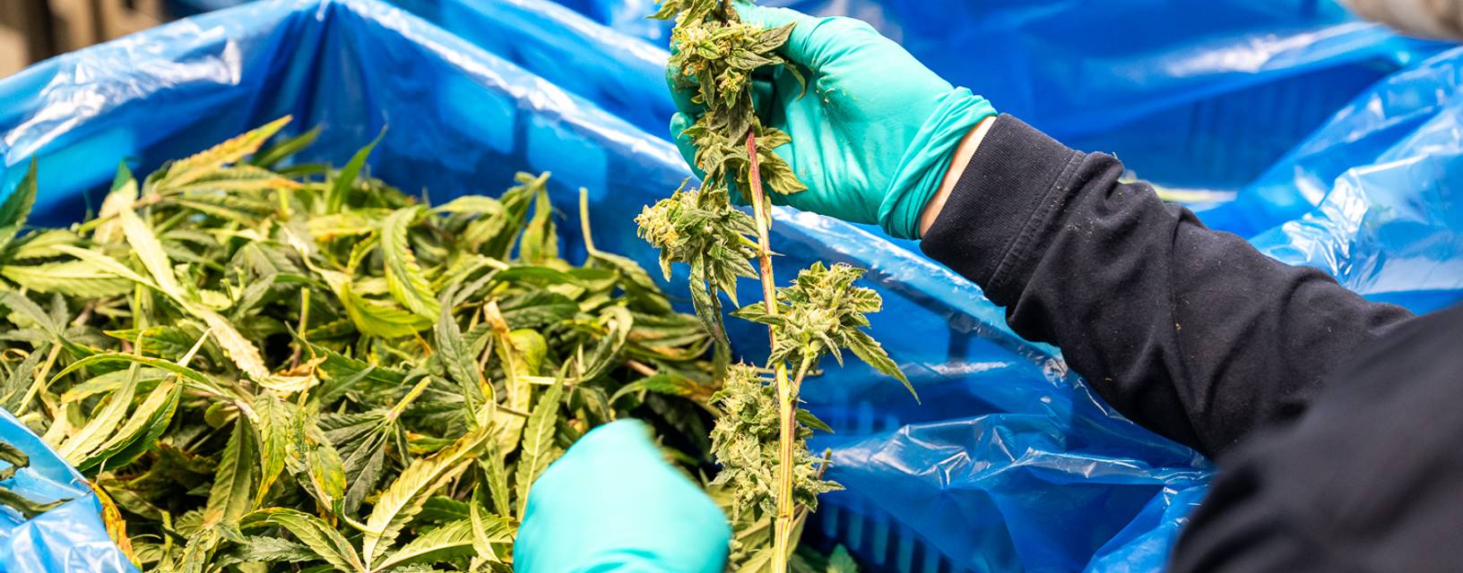 werken bij qfarms wietkwekerij 365werk