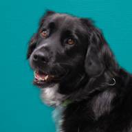 Soof hond 365werk